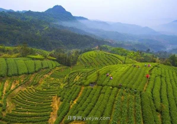 2021農(nóng)產(chǎn)品電商百強(qiáng)縣名單發(fā)布！福鼎第九！(圖1)