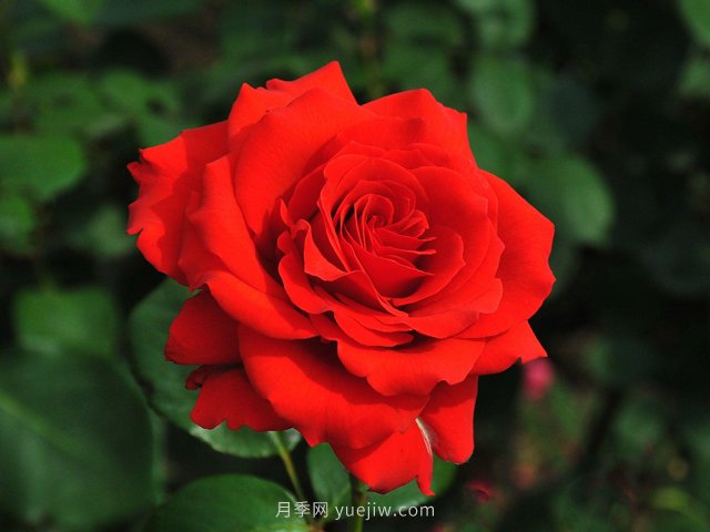 月季花開你有找到屬于你的那個人嗎？(圖1)