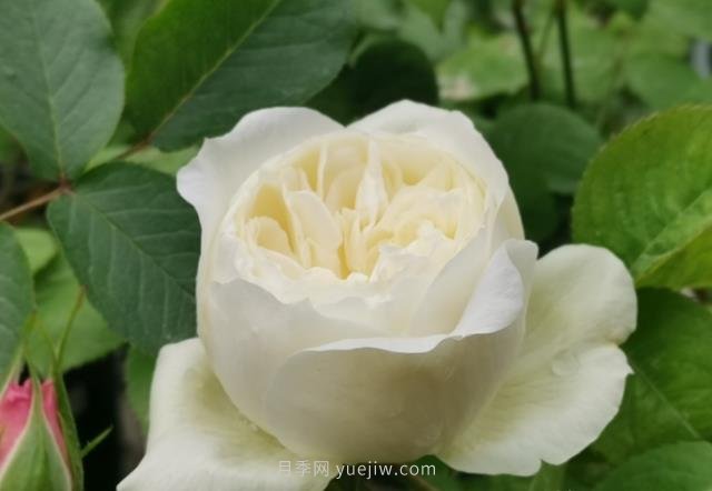 推薦9大白色系月季品種，純凈潔白的花花世界(圖2)