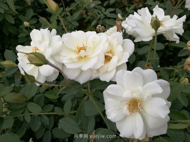 推薦9大白色系月季品種，純凈潔白的花花世界(圖6)