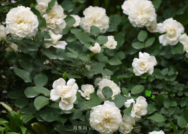 推薦9大白色系月季品種，純凈潔白的花花世界(圖8)