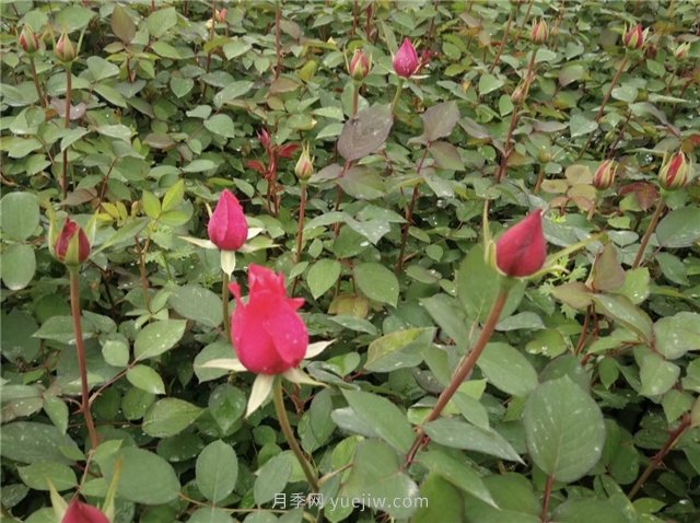 月季花怎樣扦插比較容易活？(圖1)