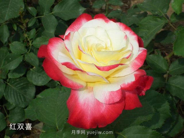 室內(nèi)觀(guān)賞花卉的選擇(圖1)