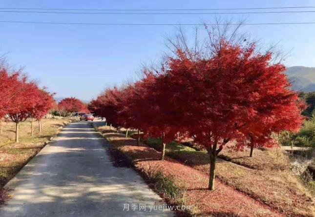 雞爪槭苗木的栽培養(yǎng)護要點(圖1)