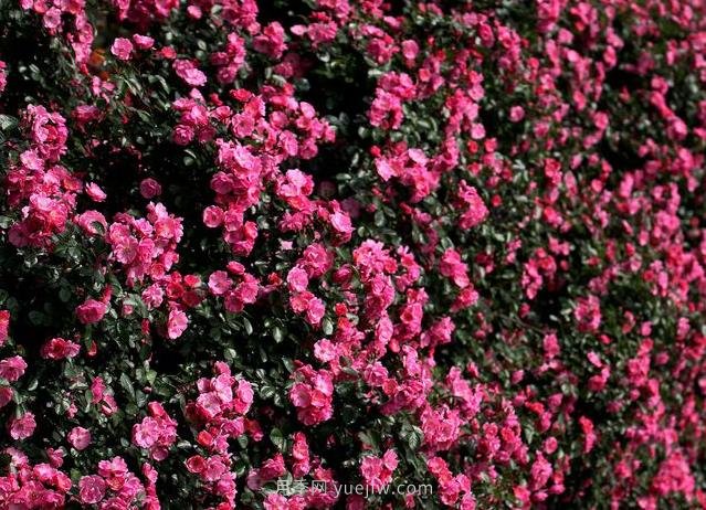 中國原產(chǎn)地，月季花偉大而平凡(圖1)