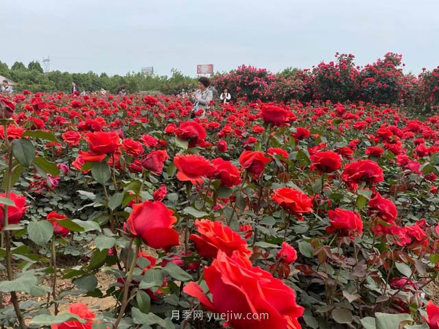 多雨又高溫的7月，月季養(yǎng)護需要注意些什么？(圖1)