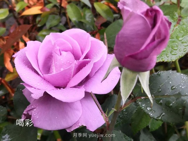 ***難不過伏天，苗木安全度夏***全攻略！(圖2)