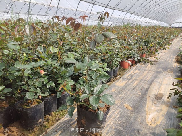 新移栽樹狀月季明明發(fā)芽了，為何又枯了？(圖1)
