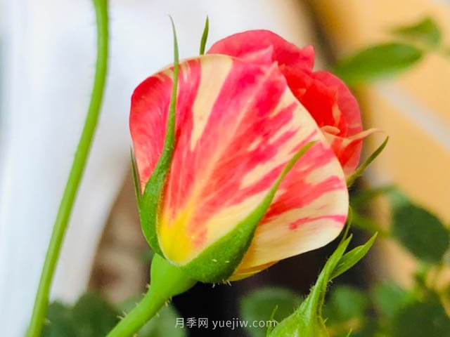 躲躲藏藏月季，開啟變身之路的寶藏微月(圖2)