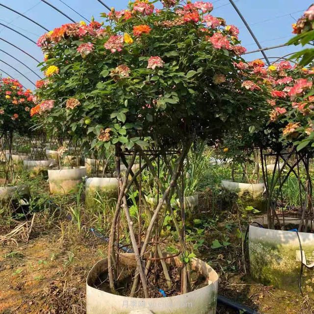 新型月季花籃，小高桿月季玩出新花樣(圖2)