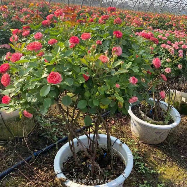 新型月季花籃，小高桿月季玩出新花樣(圖3)