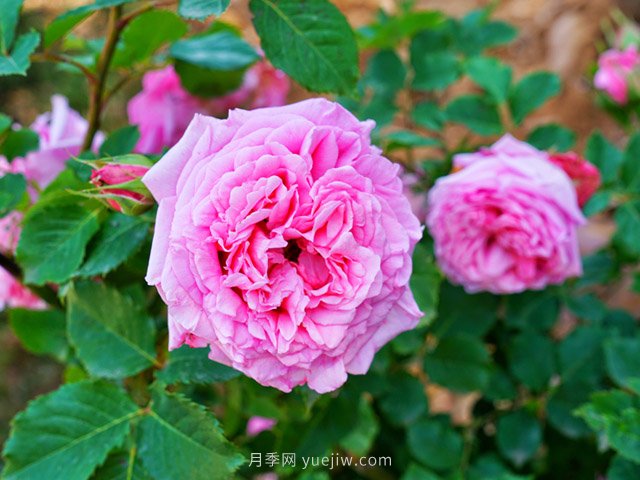 花卉打工人的基本素養(yǎng)，你掌握了嗎？(圖2)