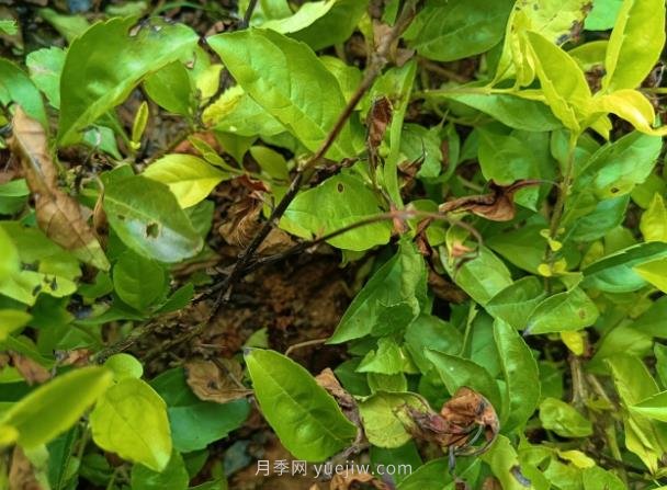 黃金葉發(fā)生褐斑病怎么辦？(圖1)