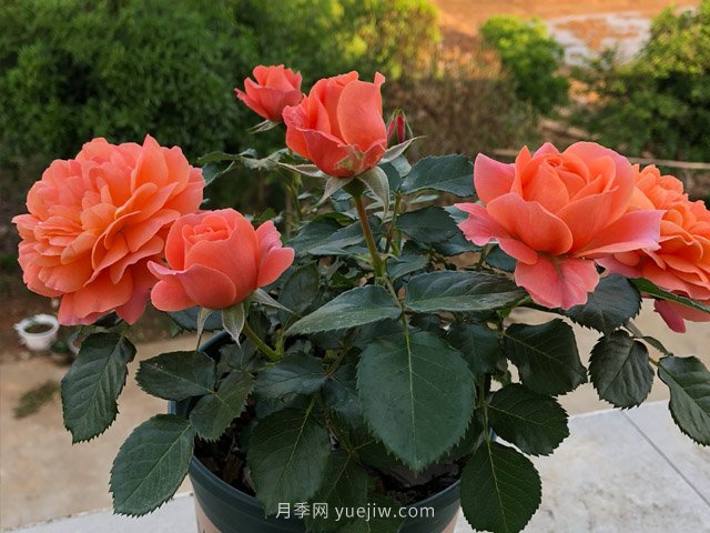 土星王陽臺月季，非常值得入手的盆栽月季(圖1)
