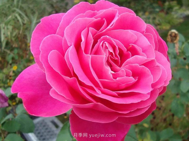 全世界每一個(gè)月季品種園里，都會(huì)有一種和平月季寧?kù)o祥和地盛開(圖7)