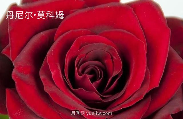 丹尼爾莫科姆月季的優(yōu)缺點是什么？(圖1)