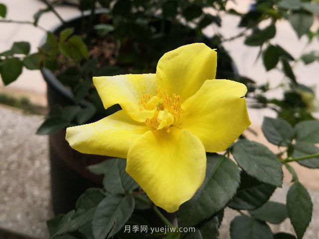 單瓣月季也迷人，推薦5個品種(圖2)