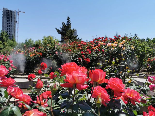 賞鄭州月季公園，相看誰有此花香(圖1)