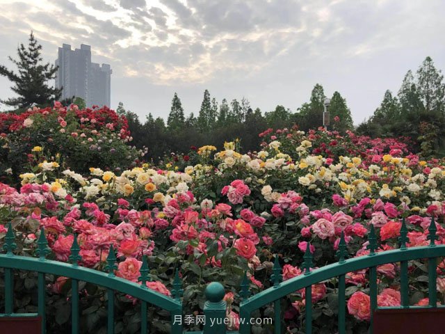 賞鄭州月季公園，相看誰有此花香(圖2)