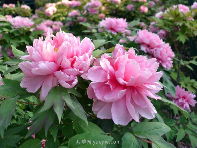 牡丹憑啥能脫穎而出成為國(guó)花？如何種植牡丹？(圖1)