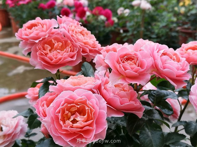 陽(yáng)臺(tái)養(yǎng)棵香香公主月季，芳香王滿室飄香四季賞花(圖2)