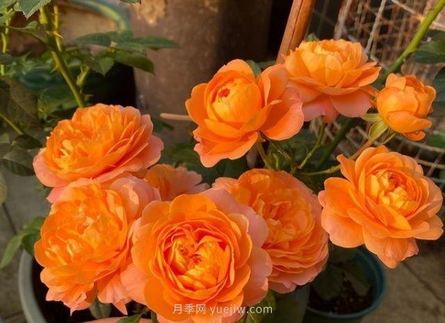 陽(yáng)臺(tái)養(yǎng)月季果汁陽(yáng)臺(tái)是首選，5大優(yōu)點(diǎn)告訴你(圖3)