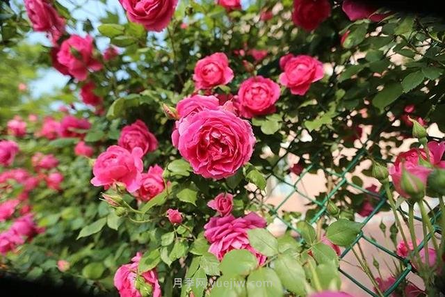 茶葉水可以澆月季花嗎？(圖1)