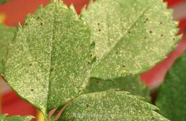 夏季高溫紅蜘蛛危害達(dá)到高峰，怎樣有效進(jìn)行防治？(圖1)
