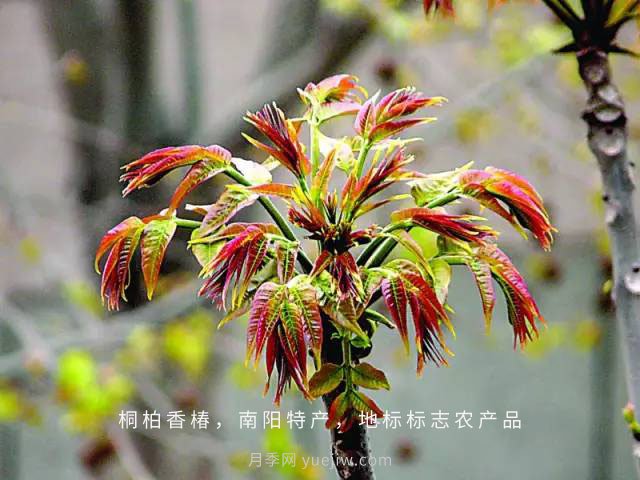 桐柏香椿樹應(yīng)該如何種植？(圖1)