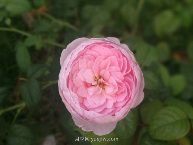 花友淘汰掉的10種月季，缺點(diǎn)多于優(yōu)點(diǎn)，是這樣嗎(圖3)