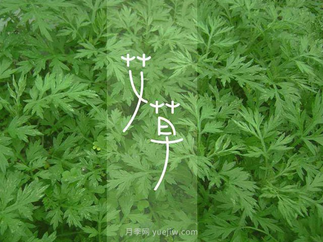 宛艾！南陽艾草產(chǎn)業(yè)志在出圈，怎借東風成就世界艾鄉(xiāng)？(圖1)