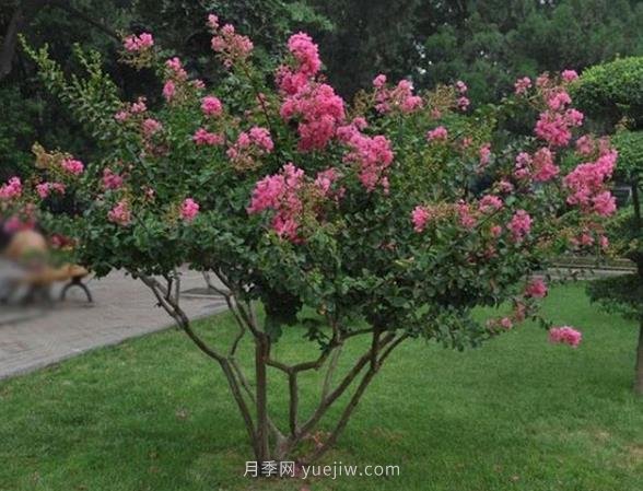 叢生拼栽苗木怎么種才能賺大錢(qián)？(圖1)