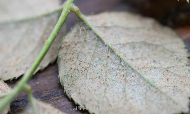 紅蜘蛛，夏季月季頭號(hào)害蟲，有一整套防治方法(圖1)