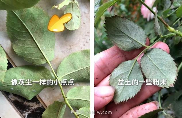 紅蜘蛛，夏季月季頭號(hào)害蟲，有一整套防治方法(圖2)