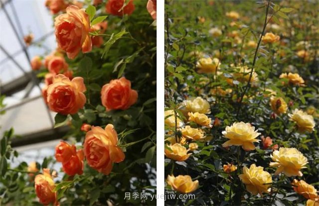 月季突然換了臉？不用擔(dān)心，是芽變啦！(圖2)