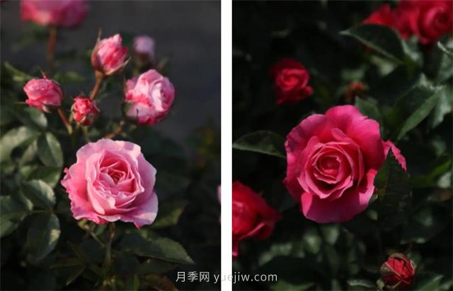 月季突然換了臉？不用擔(dān)心，是芽變啦！(圖6)