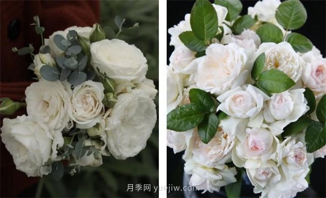 月季突然換了臉？不用擔(dān)心，是芽變啦！(圖7)
