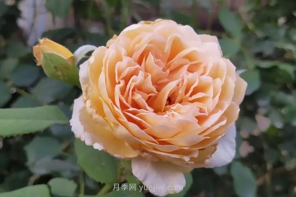 月季度夏，如何澆水施肥和防止病蟲害(圖1)