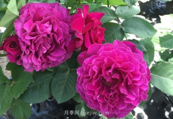 十大日本河本純子月季品種推薦，讓你欲罷不能(圖6)