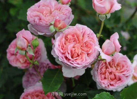 十大日本河本純子月季品種推薦，讓你欲罷不能(圖5)