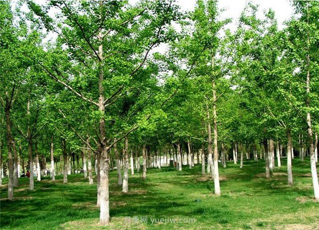 南陽銀杏樹種植的一些技術(shù)性問題(圖1)
