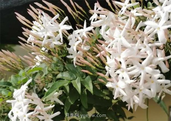 夏季養(yǎng)花要選對品種，推薦6種花卉適合高溫(圖3)