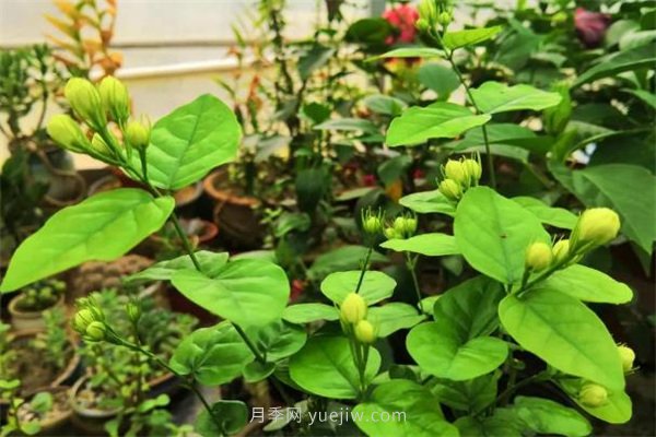 夏季養(yǎng)花要選對品種，推薦6種花卉適合高溫(圖2)