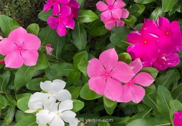 夏季養(yǎng)花要選對品種，推薦6種花卉適合高溫(圖4)