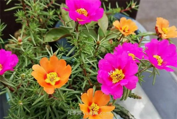 夏季養(yǎng)花要選對品種，推薦6種花卉適合高溫(圖5)