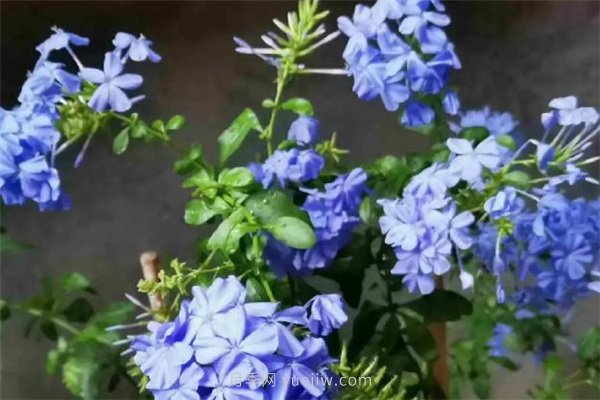 夏季養(yǎng)花要選對品種，推薦6種花卉適合高溫(圖6)