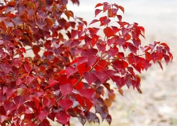 園林景觀中的12個(gè)紅葉苗木有哪些？(圖6)