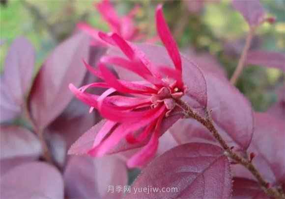 園林景觀中的12個(gè)紅葉苗木有哪些？(圖1)