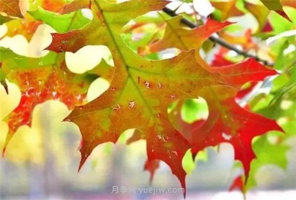 園林景觀中的12個(gè)紅葉苗木有哪些？(圖8)