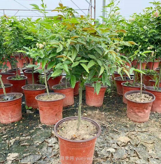 夏天能買月季苗么？盆栽月季苗成活率99.9%，就買她(圖2)